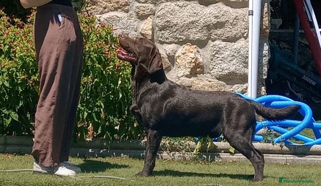 Labrador Retriever perros en venta: Labrador chocolate  - Imagen 1