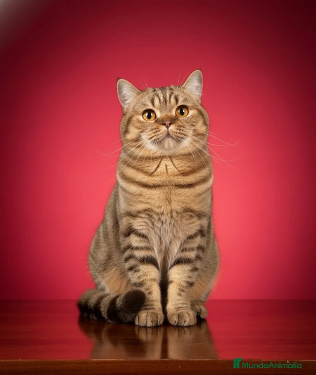 Imagen de galería {{count}}