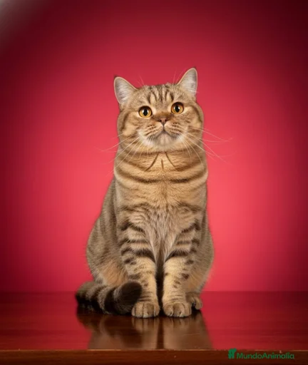 Imagen de galería {{count}}