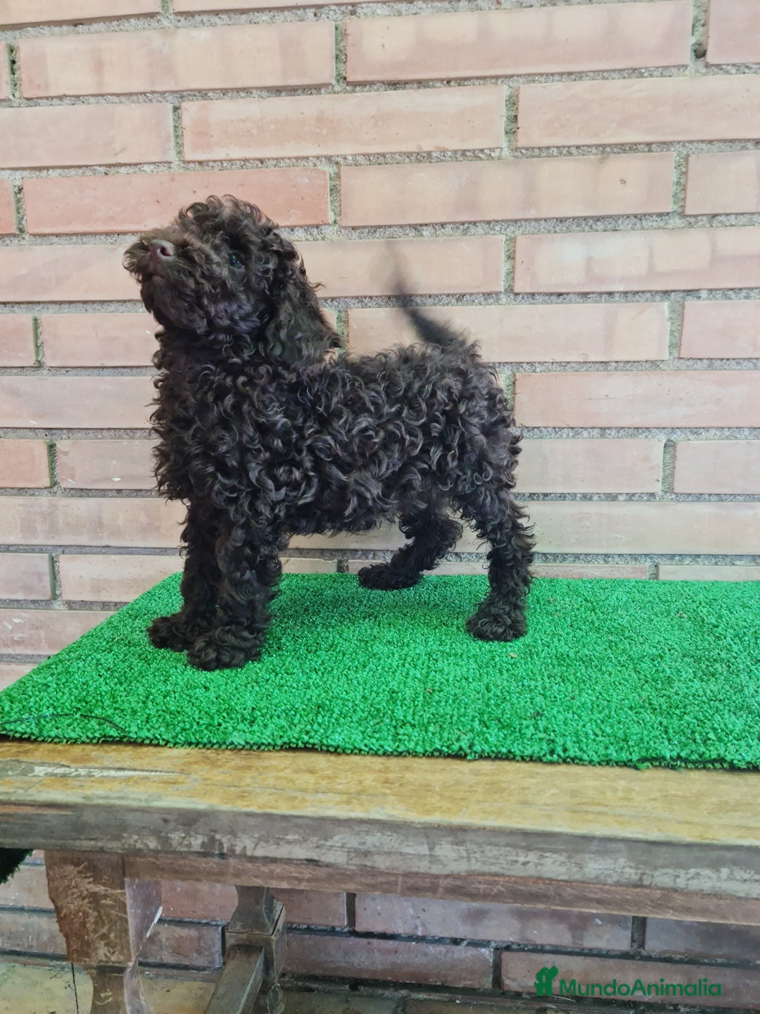 Caniche Enano perros en venta: Caniche - Imagen 14