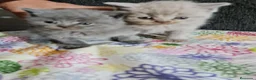 Británico de Pelo Corto gatos en venta: Brithis - Anuncio 10