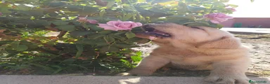 Labrador Retriever 5