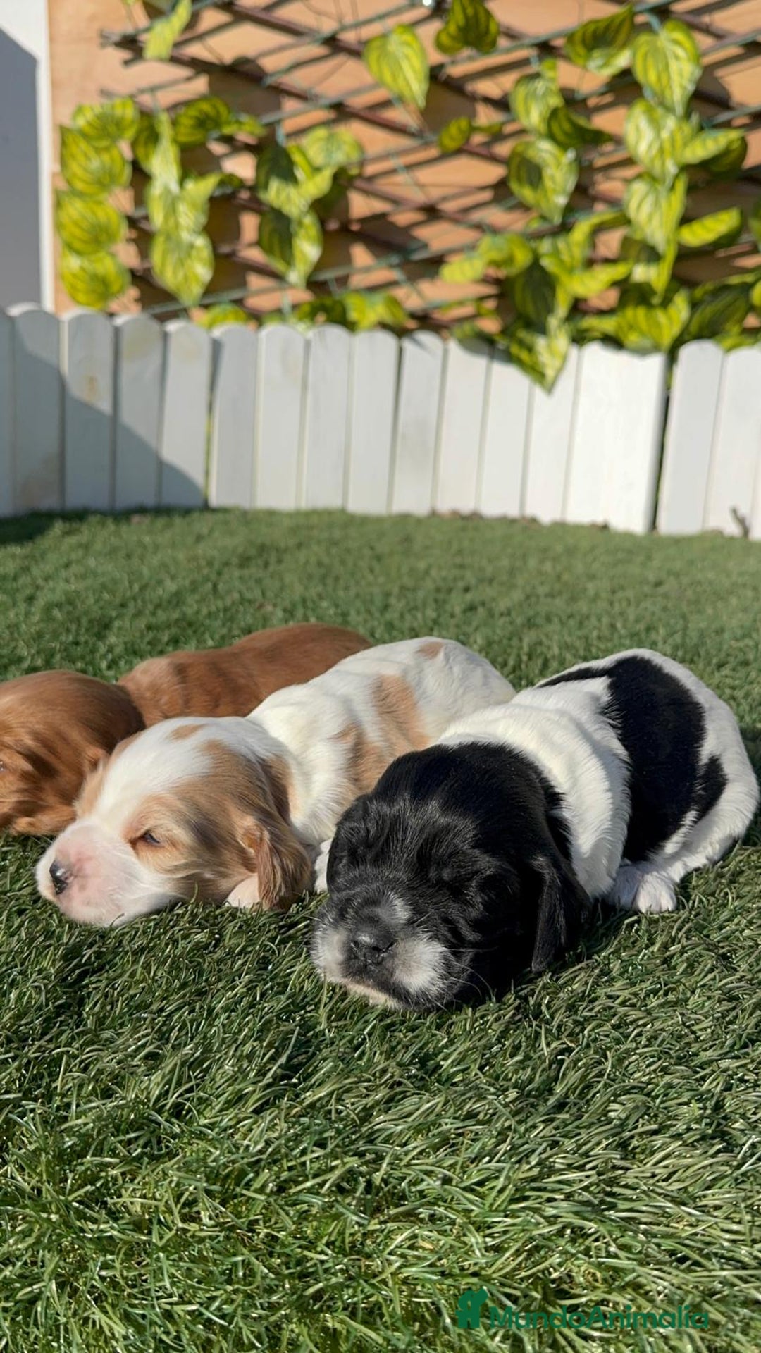 Cocker Spaniel Inglés perros en venta: COCKER SPANIEL INGLES - Anuncio 9