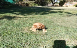 Cocker Spaniel Inglés perros en venta: Cocker - Imagen 4