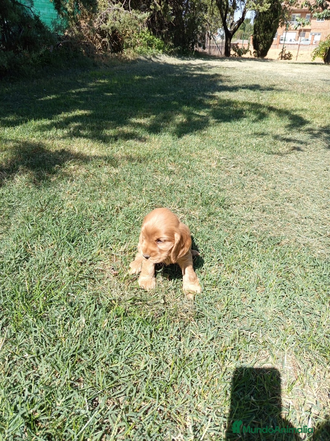 Cocker Spaniel Inglés perros en venta: Cocker - Imagen 4