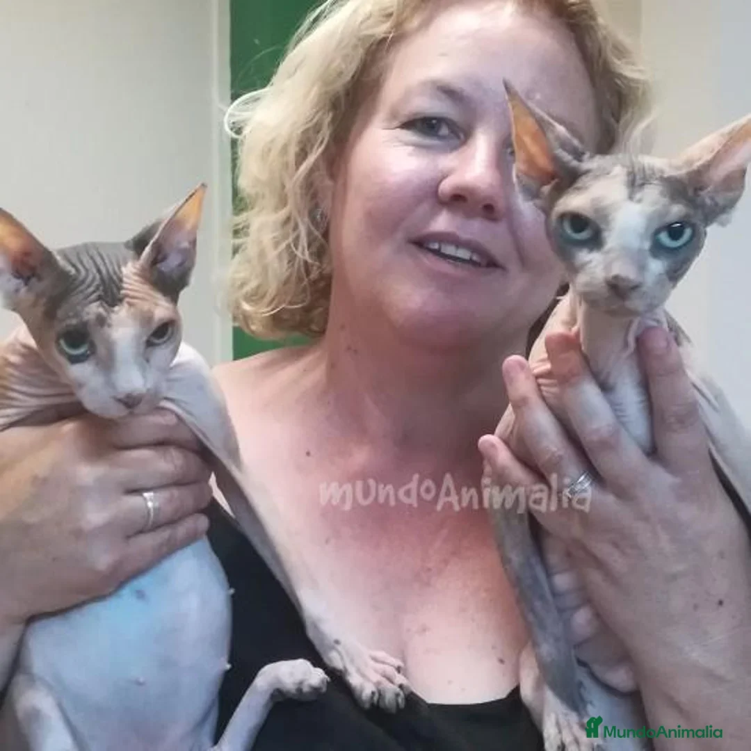 Imagen de galería {{count}}