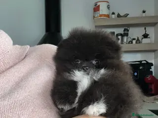 Pomerania perros Lulú de pomerania toy - Anuncio 3