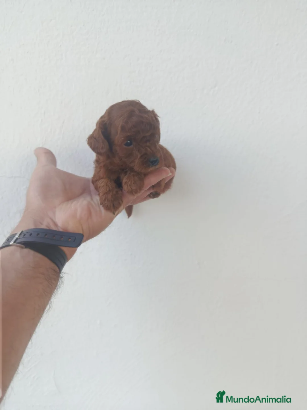 Caniche Toy perros en venta: PRECIOSOS CANICHE  ROJO LINEA ASIÁTICO Y MALTIPOOL - Anuncio 16