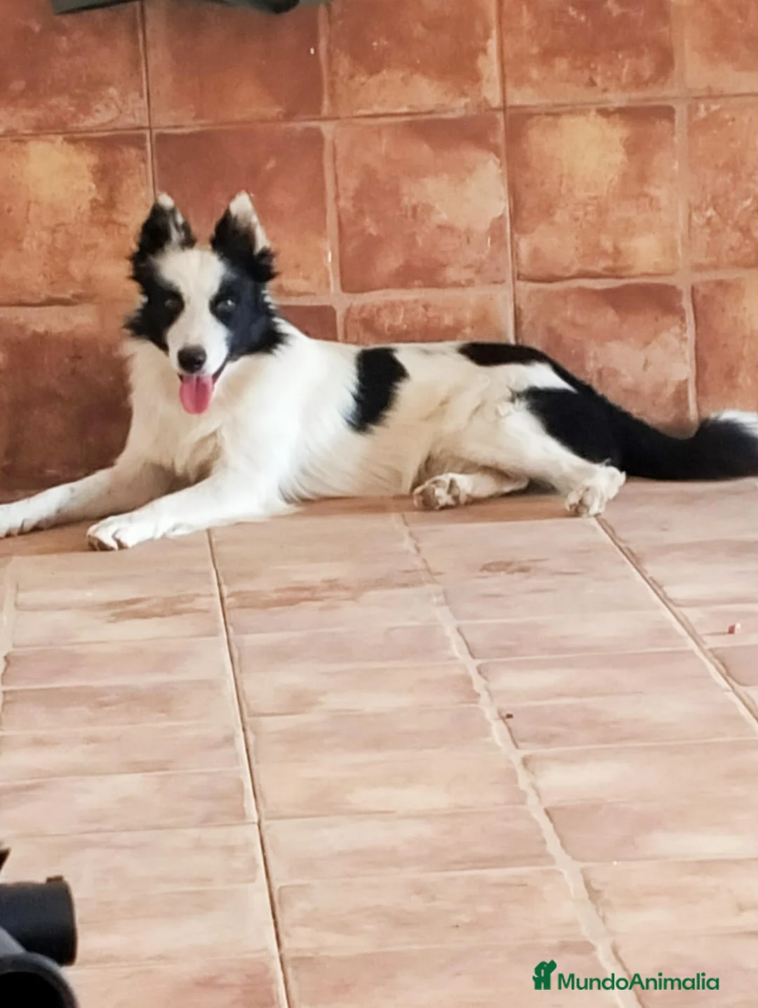 Border Collie perros en venta: Cachorro Border collie ojo azul - Anuncio 7