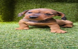 Teckel Miniatura perros en venta: camada teckel mini  - Imagen 28