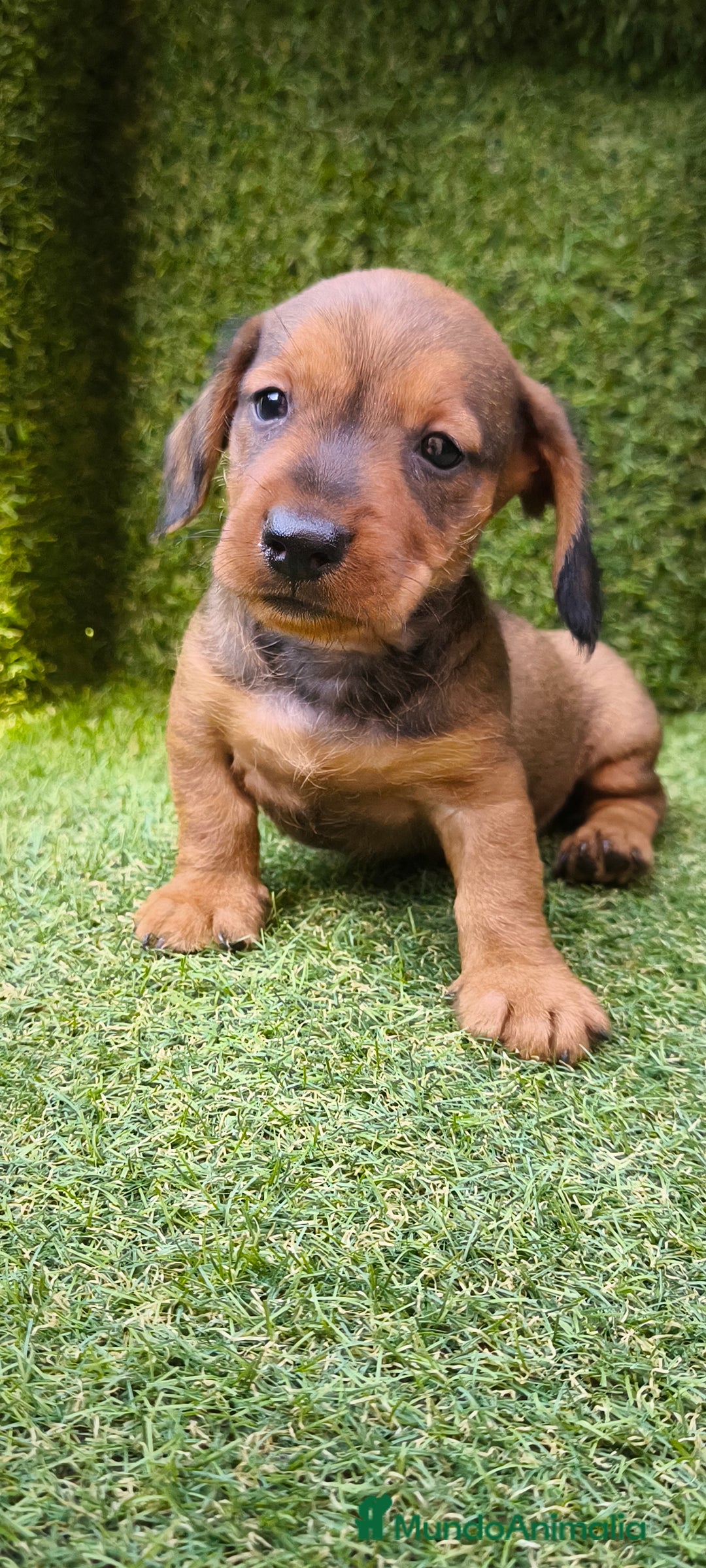 Teckel Miniatura perros en venta: camada teckel mini  - Imagen 28