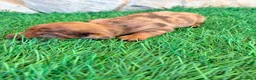 Teckel Miniatura perros en venta: Teckel Miniatura merle chocolate - Anuncio 18