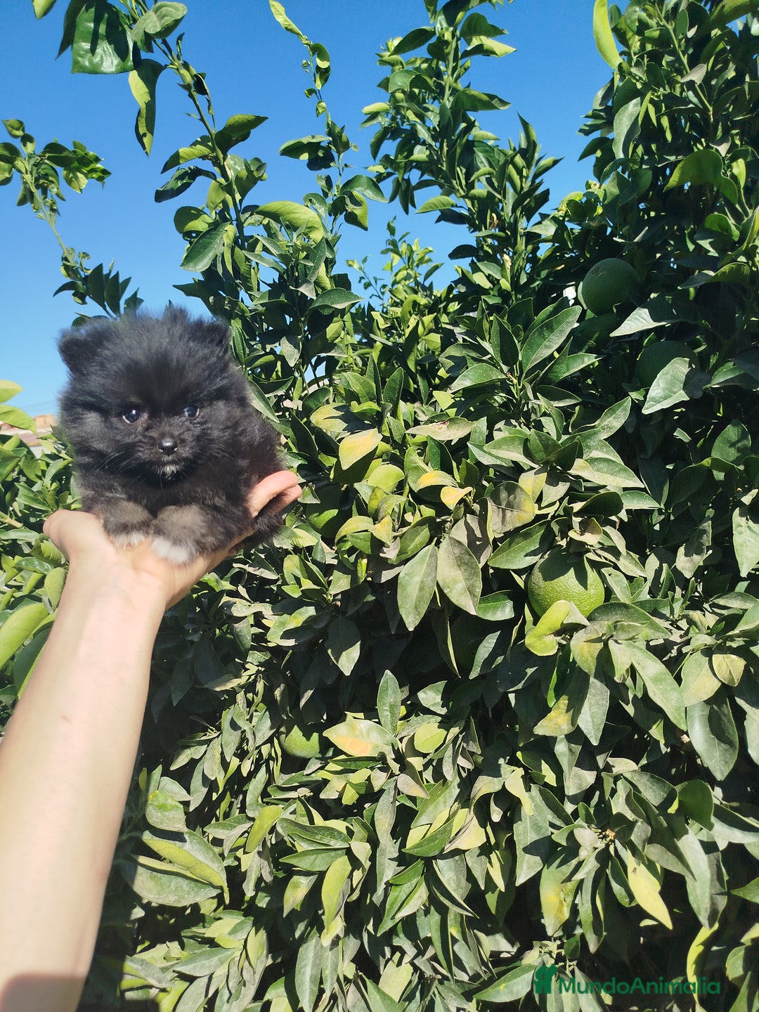 Pomerania perros en venta: Lulú de pomerania  - Imagen 3
