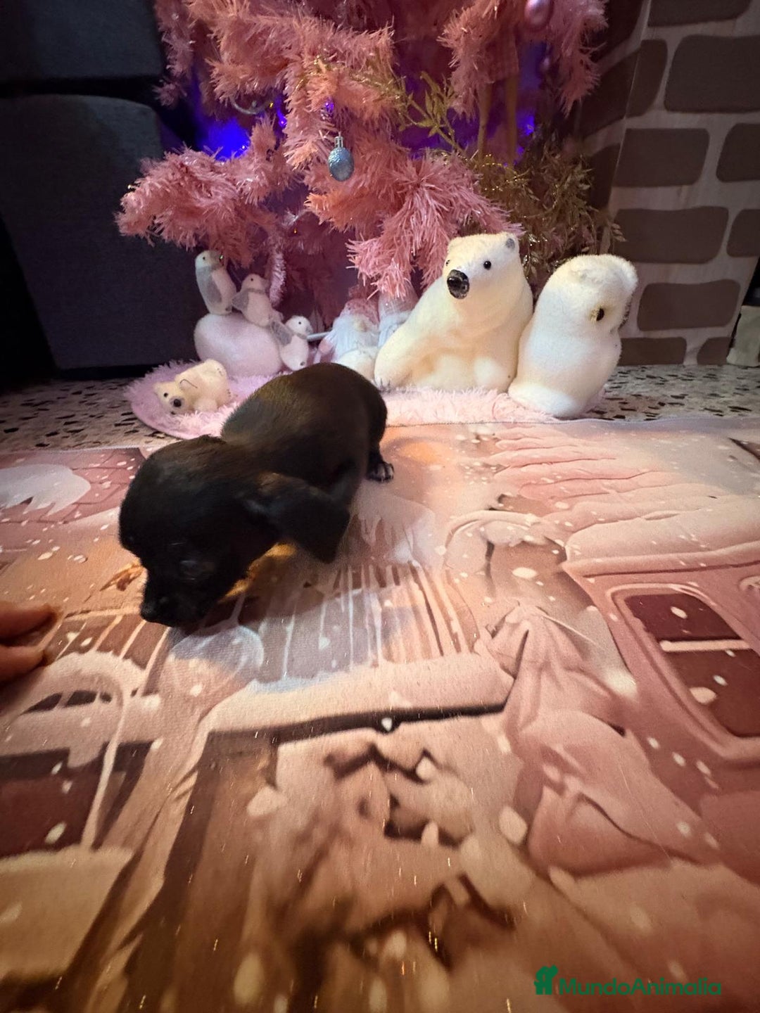 Chihuahua perros en venta: Chihuahua toy negro  - Anuncio 14