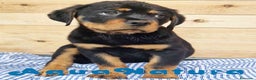 Rottweiler perros en venta: Rottweiler Macho 1070 - AQUANATURA en Barcelona - Anuncio 2