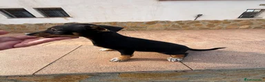 Pinscher Miniatura 2