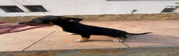 Pinscher Miniatura perros en venta: RATERO MURCIANO MINI PINCHER - Anuncio 2