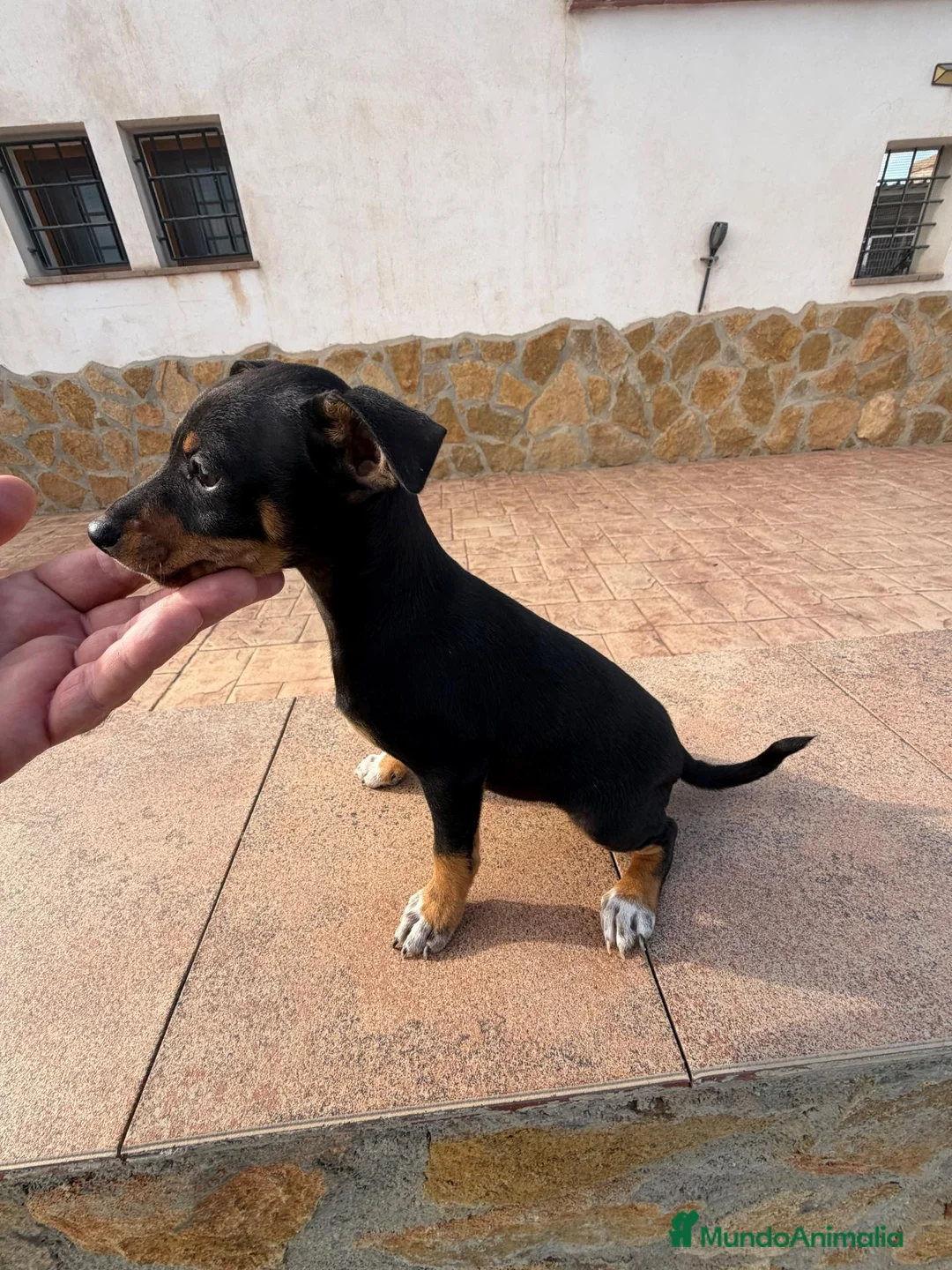 Pinscher Miniatura perros en venta: RATERO MURCIANO MINI PINCHER - Anuncio 2