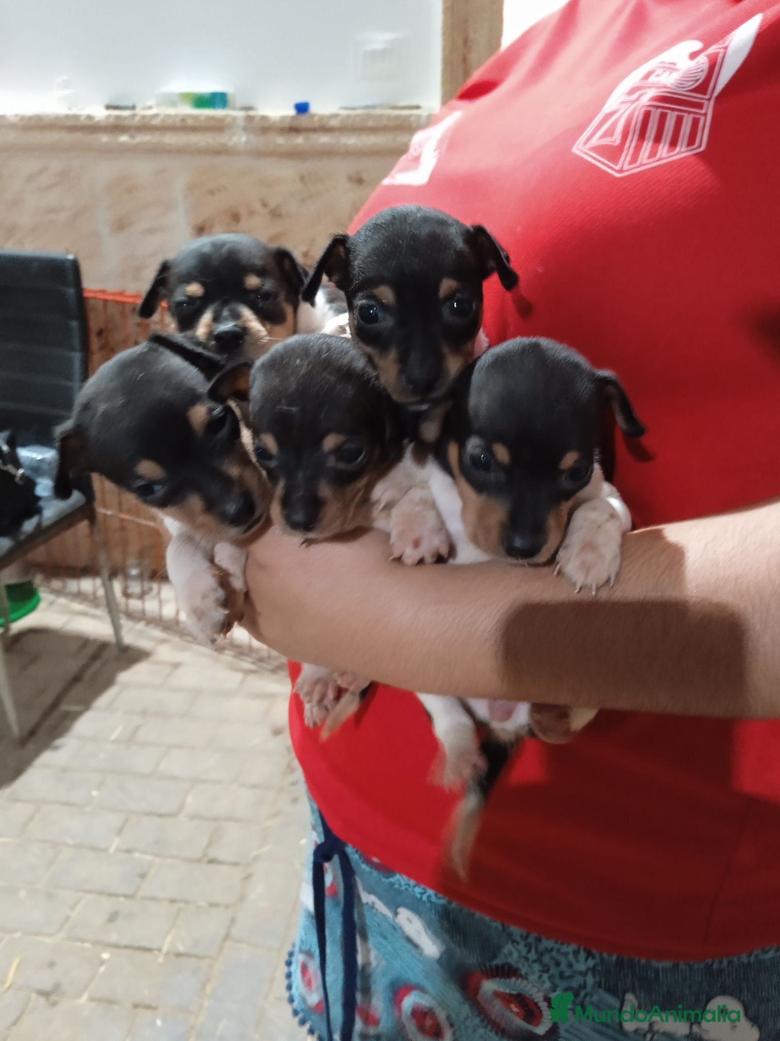 Gos Rater Valencià perros Ratonero valenciano - Anuncio 1