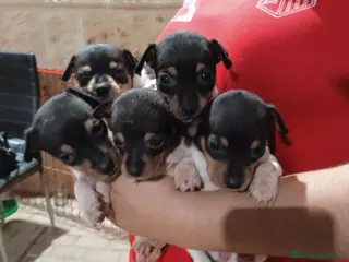 Gos Rater Valencià perros Ratonero valenciano - Anuncio 2