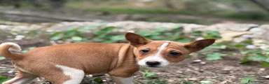 Basenji roja