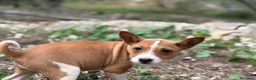 Basenji perros en venta: 🐾 Cachorros Basenji Exclusivos 🐾 - Anuncio 8