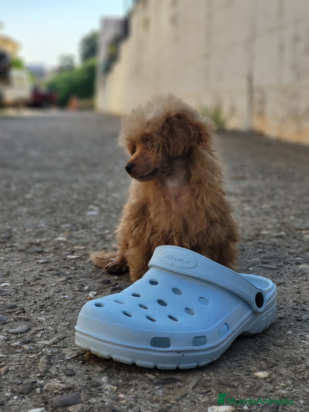 Caniche Toy perros en venta: Hembrita diminuta  - Imagen 3