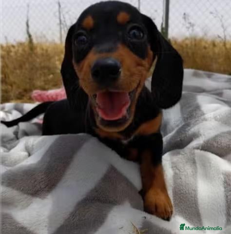 Teckel Miniatura perros Cachorros de Teckel Mini - Anuncio 1