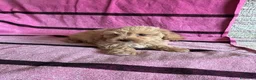 Maltipoo perros en venta: Cachorros maltipoo - Anuncio 12