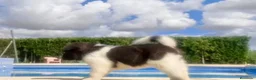 Akita Inu perros en venta: Akita inu  - Anuncio 3