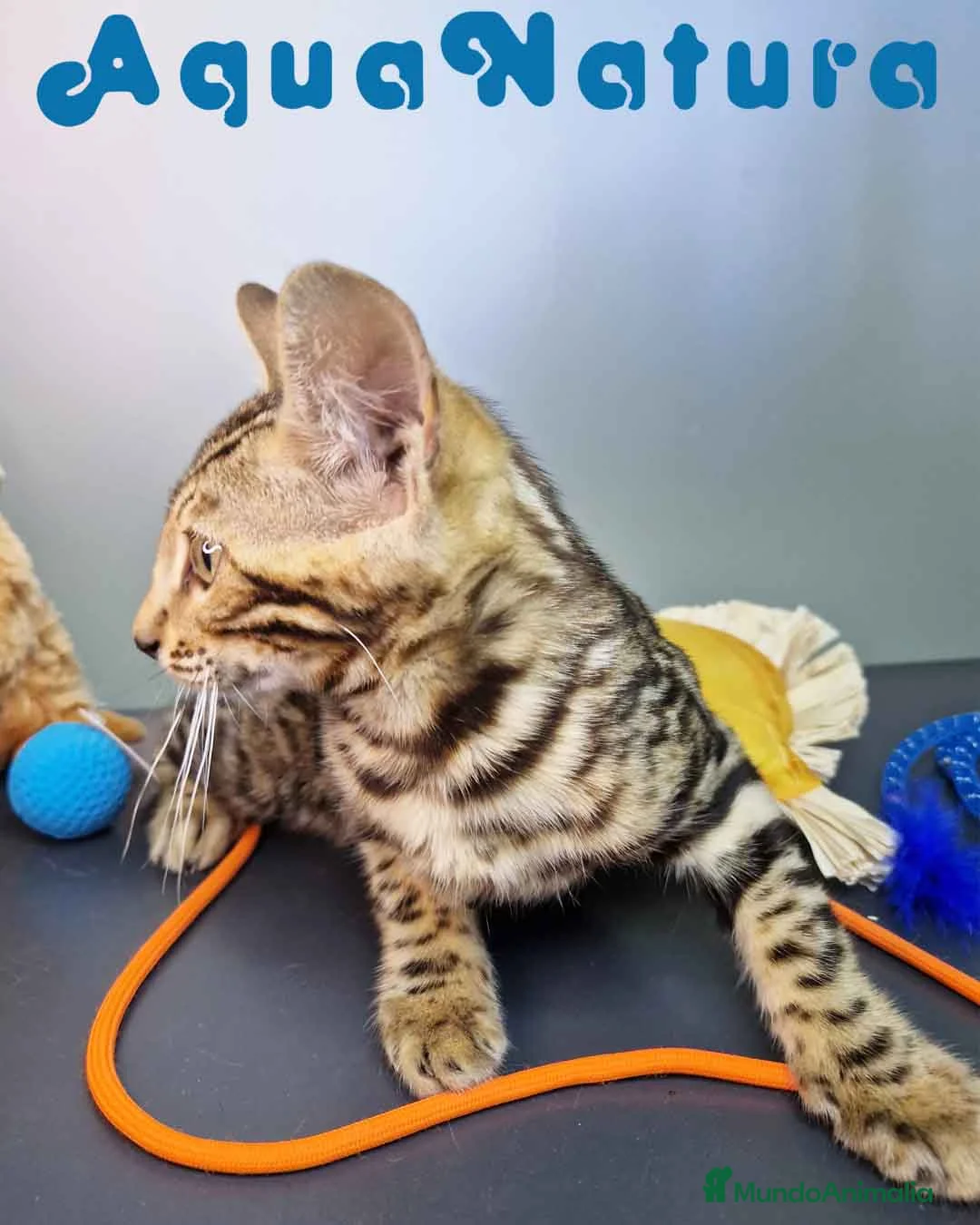 Bengalí gatos en venta: Bengali Hembra 4604 AQUANATURA - Anuncio 2