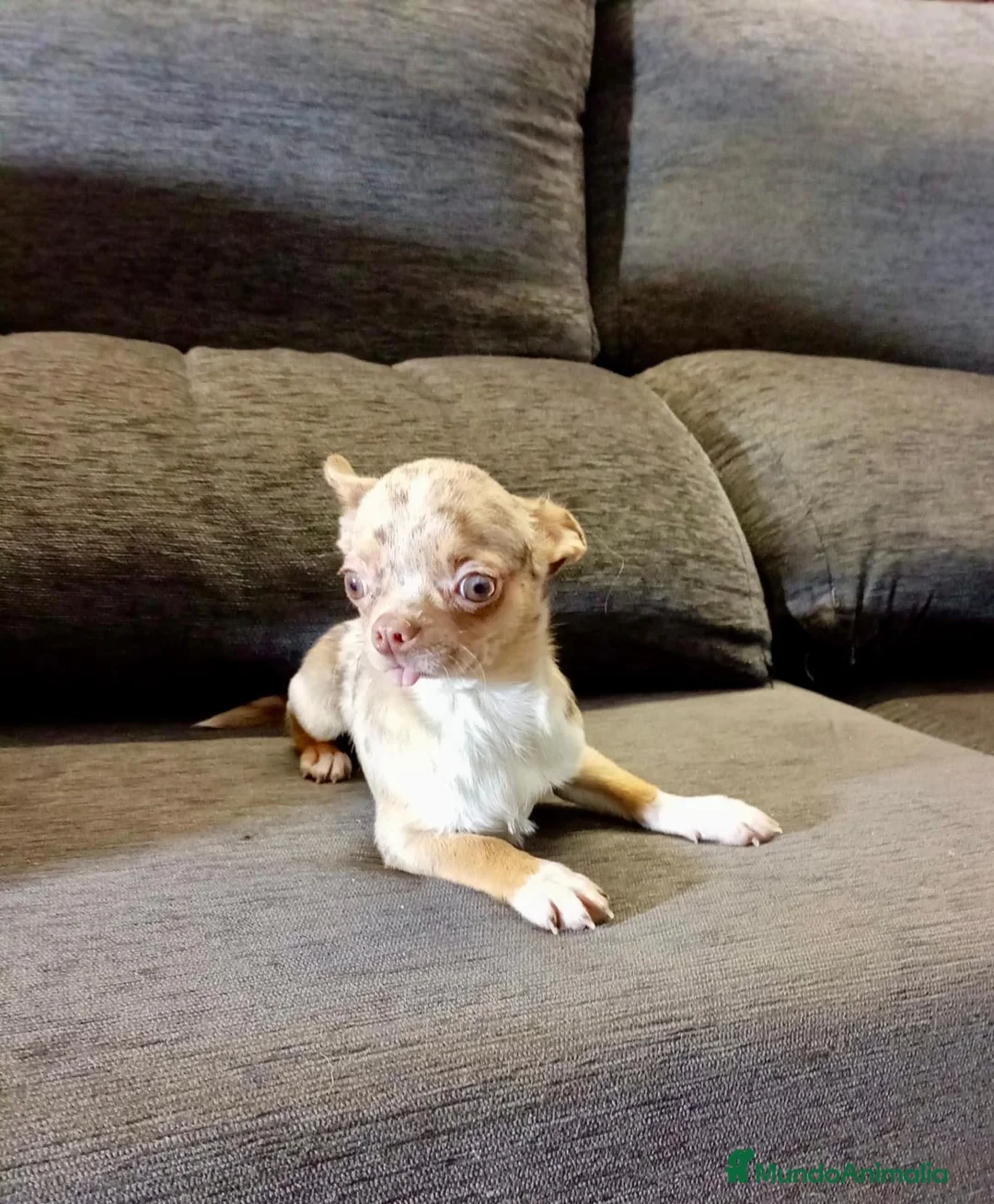 Chihuahua perros en venta: Chihuahua toy - Anuncio 2