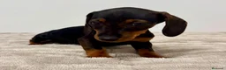 Teckel Miniatura perros en venta: Teckel miniatura - Anuncio 20
