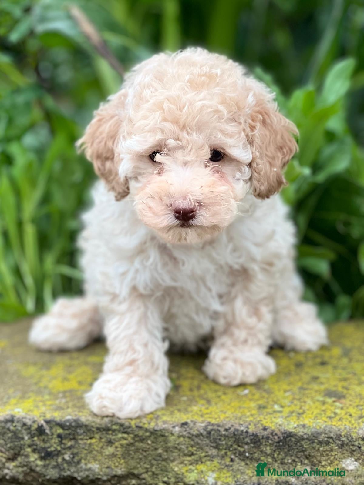 Caniche Toy perros Caniche apricot en Barcelona - Anuncio 2