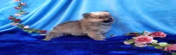 Pomerania perros en venta: IMPRESIONANTES POMERANIA MACHOS Y HEMBRAS  - Anuncio 5