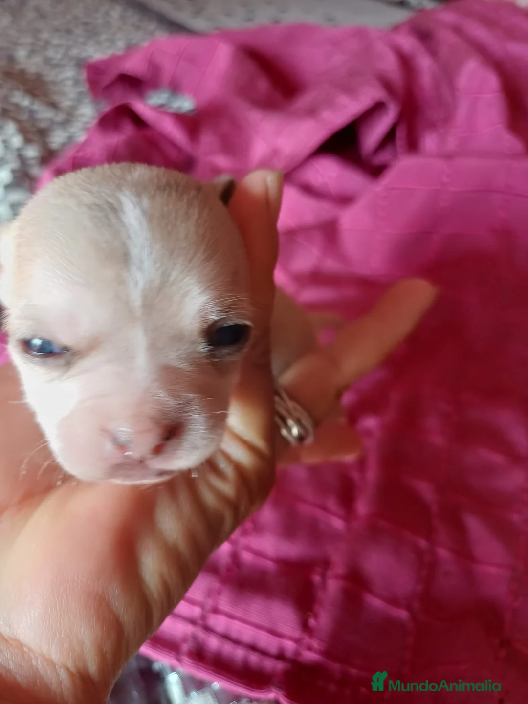 Chihuahua perros en venta: Chihuahua Toy  - Anuncio 17
