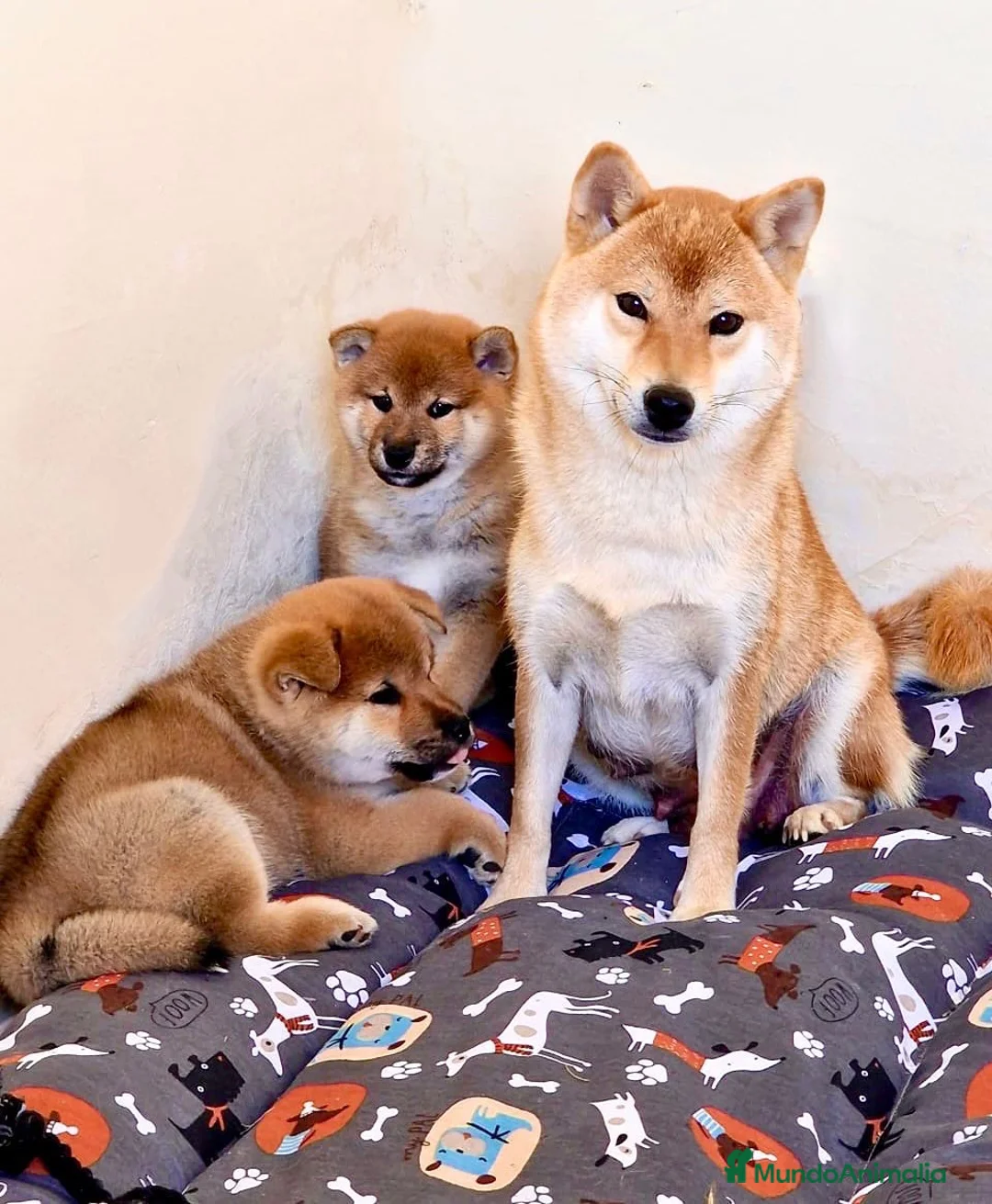 Imagen de galería {{count}}