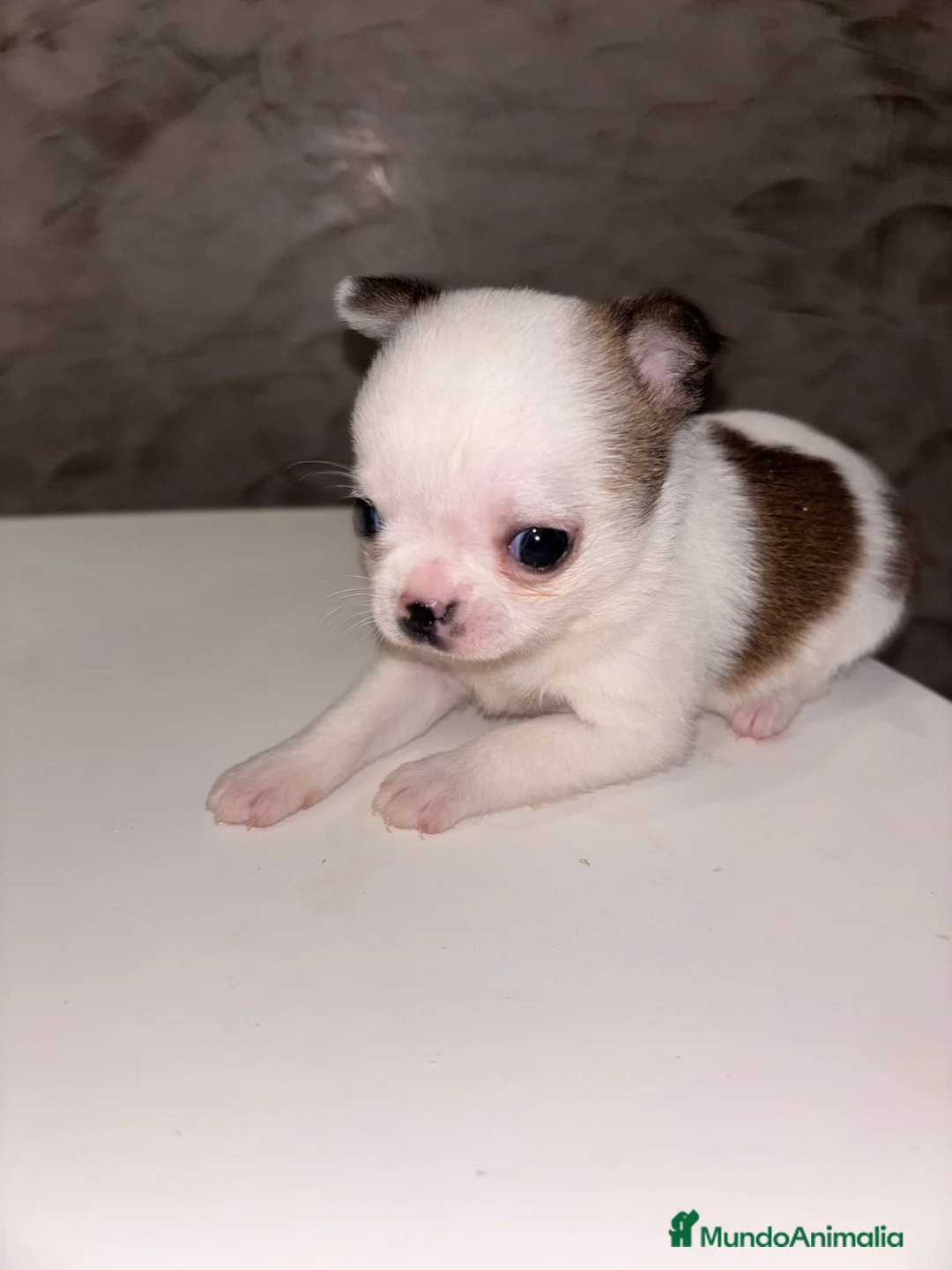 Chihuahua perros en venta: chihuahua toy macho  - Anuncio 2