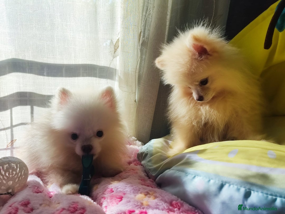 Pomerania perros en venta: Pomerania  - Imagen 3