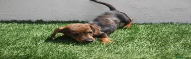 Teckel Miniatura Cachorro 1