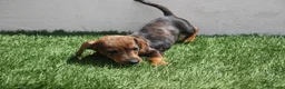 Teckel Miniatura perros en venta: Teckel Miniatura  - Anuncio 7