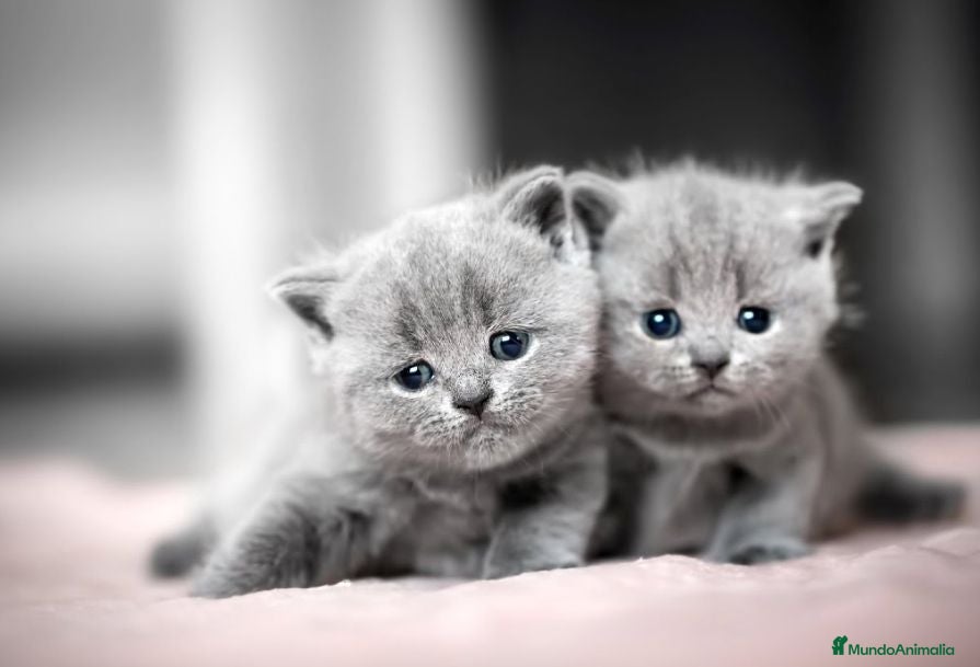 Británico de Pelo Corto Azul gatos Gatito British Shorthair  - Anuncio 1