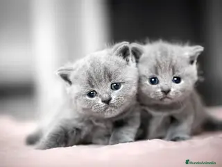 Británico de Pelo Corto Azul gatos Gatito British Shorthair - Anuncio 1