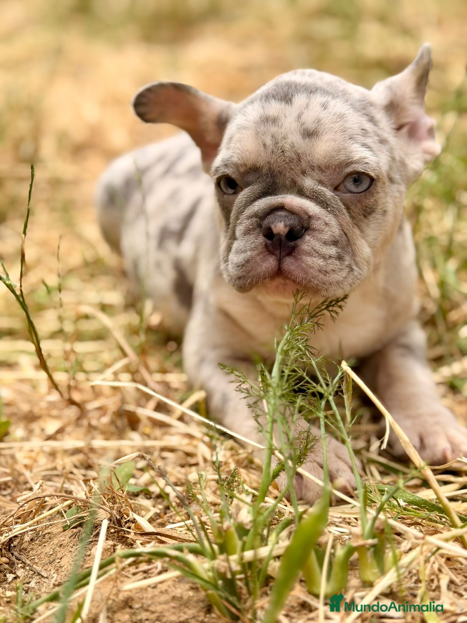 Bulldog Francés perros en venta: Bulldog Merle ojos azules  - Anuncio 9