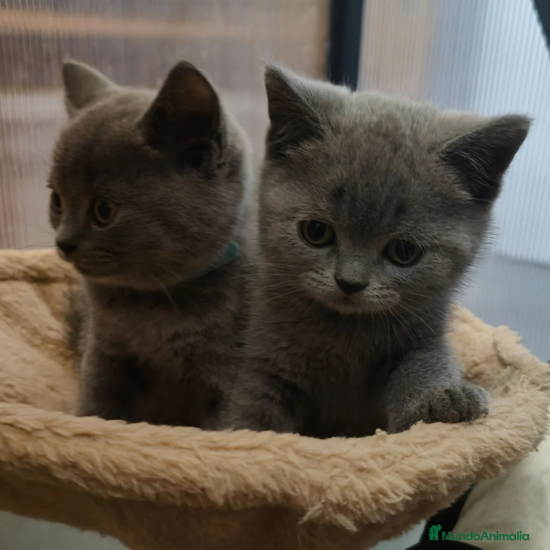 Británico de Pelo Corto gatos en venta: Gatos British shorhair  - Anuncio 1