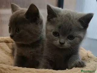 Británico de Pelo Corto gatos Gatos British shorhair - Anuncio 4