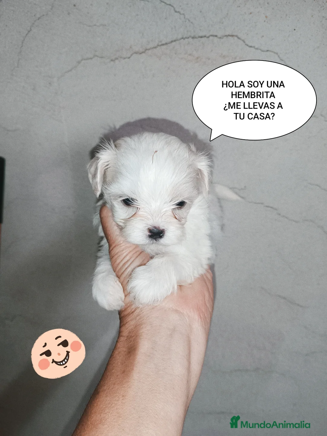 Bichón Maltés perros en venta: BICHÓN MALTES  - Anuncio 1