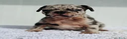 Bulldog Francés perros en venta: Bulldog frances Exotic - Anuncio 32