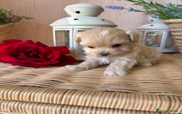 Maltipoo perros en venta: Maltipoo miniatura hembra disponible!! - Imagen 4