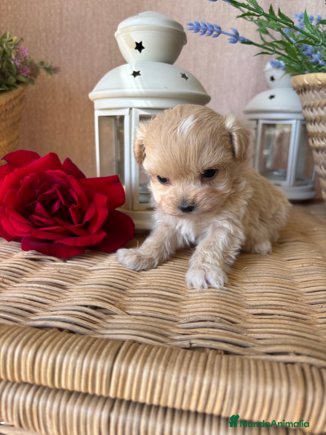 Maltipoo perros en venta: Maltipoo miniatura hembra disponible!! - Imagen 4